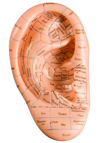 Map of the human ear to show relative points to other areas of the body for Auriculotherapy treatment