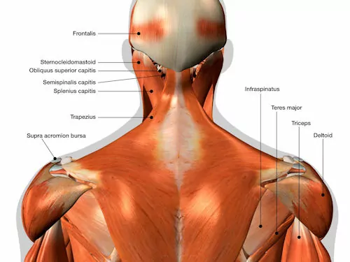Muscles that could be contributing to your neck pain